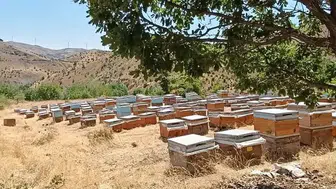 Diyarbakır peteklerinde yeni sezon bereketi başladı