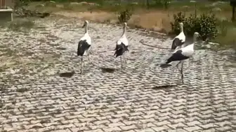 Bitlisli leylekler tedavi sonrası yeniden gökyüzüne kanat açtı
