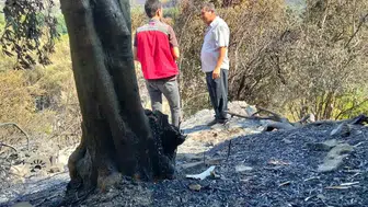 Muğla yangınlarında zarar gören çiftçiler destek bekliyor