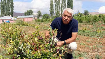 Emekli memur Sarız'da aronya yetiştiriyor, ilçeye umut oluyor