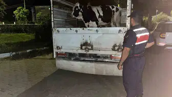Çine'de hayvan dolandırıcılığı yapan şüpheliler jandarmaya yakalandı