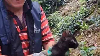 Rize’de dört gün süren kedi kurtarma operasyonu mutlu bitti