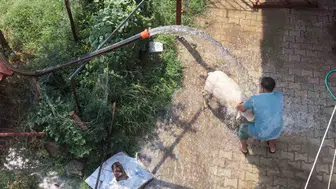Adana'da 42 derece Çiftçi koyunları buzlu suyla serinletiyor