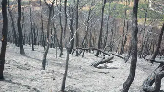 Susurluk'ta yangının izleri siliniyor Yıldız Mahallesi'nde yeniden yeşillendirme seferberliği