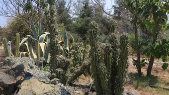 Adana kavurucu sıcakları kaktüslere ev sahipliği yapıyor