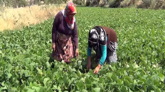 Tarladan tezgaha tek el Mecitözülü çiftçi aracısız satıyor