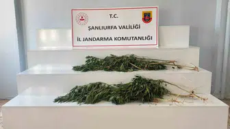 Jandarma Şanlıurfa'da iki ilçeye kenevir operasyonu düzenledi