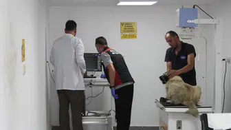 Giresun'da ciple köpeği ezen sürücü yakalandı