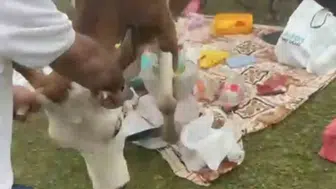 Badara Yaylası’nda piknikçilerin zorlu inek mücadelesi