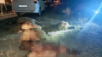 Hakkari Van yolunda gece vakti sürpriz sürü kazası