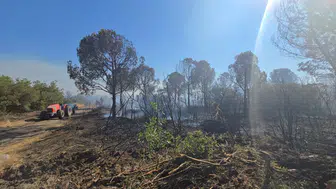 Mudanya’da anız yangını ormanlık alana sıçradı