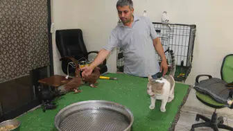 Diyarbakır'da et yemeyen kedi milyonluk kuşlara bekçilik yapıyor