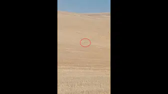 Polatlı merasında kurt sürüsü paniği