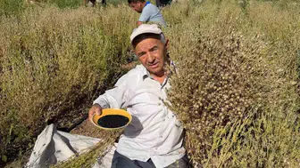 Develi tarlalarında bereketli hasat dönemi başladı