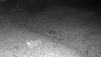 Pülümür'de gece devriyesi Nesli tehdit altındaki vaşak fotokapana takıldı