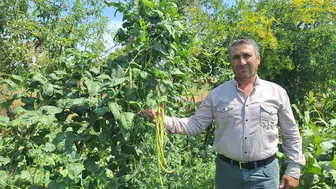 Manisa Kızılçukur'un börülcesi kapış kapış gidiyor