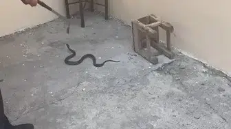 Kars’ta bir bahçeye giren yılan mahalleliyi korkuttu