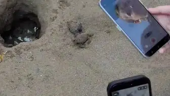 Belek sahilinde yavru carettaların zorlu deniz yolculuğu