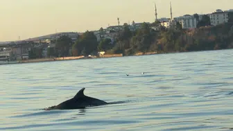 Tekirdağ açıklarında teknelerin neşeli yol arkadaşları