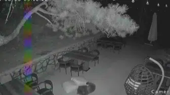 Ankara'da restoranın bahçesine giren ayı yavruları kameralara yakalandı
