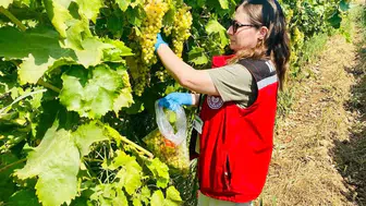 Manisa'da 7 ilçede organik üzüm denetimi Numuneler laboratuvarda