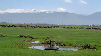 Danimarka 1933 yılında Erzurum ve Kars’ı süt üssü yapmak istemiş