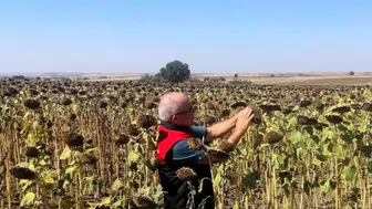 Kırklareli çiftçisine verilen yerli tohum desteği meyvelerini veriyor
