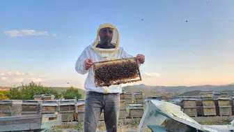 Tunceli dağlarında binbir çiçekle gelen doğal şifa hasadı