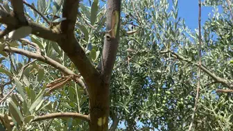 Menteşe zeytinliklerinde tehlikeli hastalık alarmı