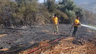 Milas Bafa'da korkutan tarım arazisi yangını büyümeden söndürüldü