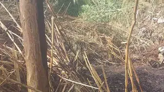 Alanya'da korkutan otluk yangını büyümeden kontrol altına alındı