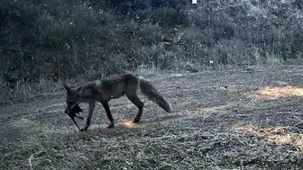 Ganos’un gizli misafirleri kamerada Tilki, çakal, karaca hepsi aynı ormanda