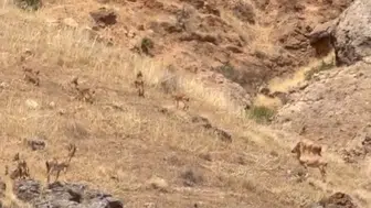 Malatya dağlarında sürpriz ziyaretçiler objektiflere takıldı
