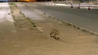 Sivaslı kokoreçcinin sadık müşterisi her akşam paket servisi bekliyor