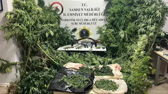 Tütün tarlasındaki zehir operasyonu havadan görüntülendi