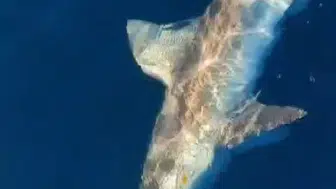 Hatay açıklarında oltasına dev köpek balığı takılan balıkçı zor anlar yaşadı