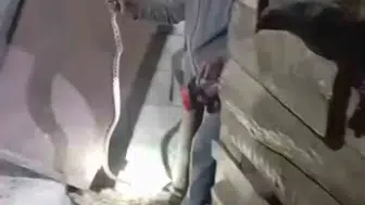 Iğdır’da yılan paniğini tek başına bitiren adam