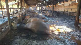Samsun'da ahır yangını 53 hayvan telef oldu