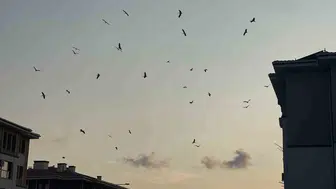 Osmaniye semalarında her yıl tekrarlanan göç şöleni