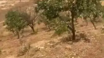 Siirtli çiftçinin hasat telaşı kabusa döndü: Yılların emeği bir gecede yok oluyor