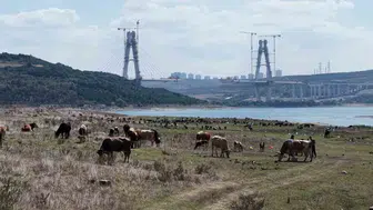 İstanbul barajlarında sular çekildi Sazlıdere’de taban ortaya çıktı