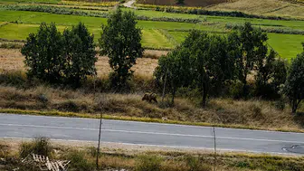 Edirne Meriç'te bozayı paniği yaşanıyor