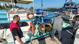 Akçakoca tezgahlarında palamut bereketi