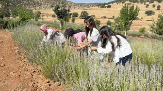 Midyatlı kadınların dokunuşuyla 40 yıllık tarla mor renge büründü