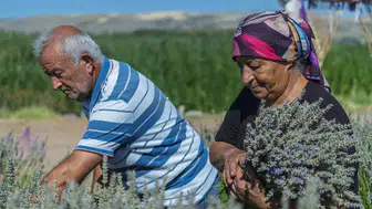 Kırıkkaleli çiftin yedi yıllık lavanta emeği çöp olma yolunda