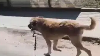 Aybastı'da yürekleri sızlatan görüntü: Çengel kurbanı köpeğe belediye şefkati