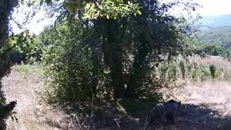 Doğanın gizli kameraları yakaladı: Ayıların armut ziyafeti görüntülendi