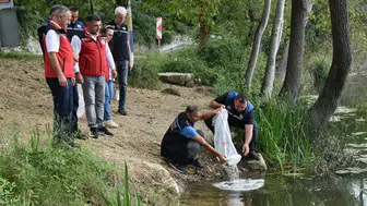 Ordu'nun sularında yeni yaşam: 80 bin sazan doğaya salındı