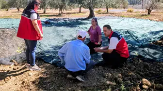 Gömeç'te çifte bayram: Hem hasat başladı hem beklenen yağmur geldi