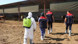 Iğdır'da hayvancılıkta kritik dönem: Salgın riskine karşı dev koruma kalkanı